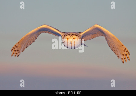 A young female snowy owl (Bubo scandiacus) hunting for rodents near Ottawa, Ontario, Canada. Stock Photo