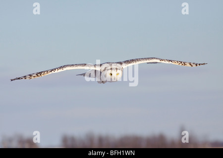 A young female snowy owl (Bubo scandiacus) hunting for rodents near Ottawa, Ontario, Canada. Stock Photo