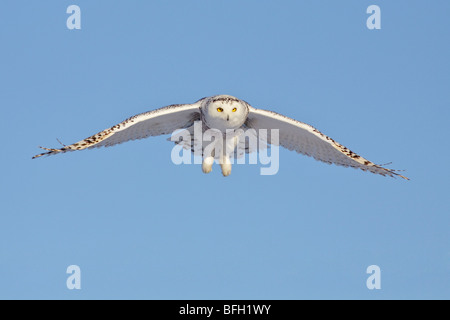 A young female snowy owl (Bubo scandiacus) hunting for rodents near Ottawa, Ontario, Canada.