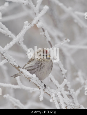 Common Redpoll, Carduelis flammea, perches in hoarfrost-covered branches, winter, Saskatchewan, Canada Stock Photo