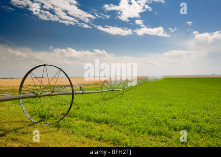 Irrigation, Hayes, Alberta, Canada Stock Photo