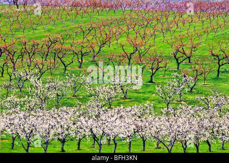 Apple orchard in bloom, Okanagan Valley, Osoyoos, British Columbia, Canada Stock Photo