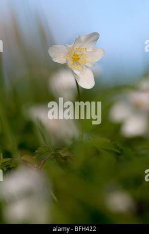 Anemone nemorosa woodland flower often seen in semi-natural woodland Stock Photo