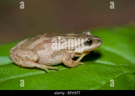 Boreal Chorus Frog (Pseudacris maculata) perched on a leaf.  Lac La Biche, Alberta, Canada. Stock Photo