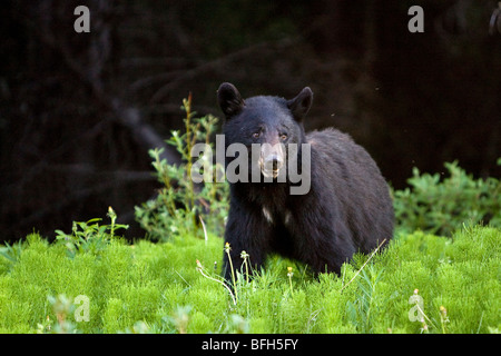 A younge black bear grazes on dandelions in Kananaskis, Alberta, Canada Stock Photo