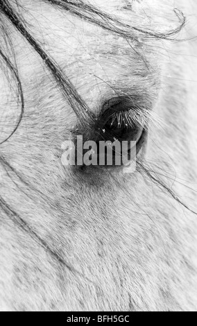 A close shot of a horses eye with snow flakes taken in Alberta, Canada. Stock Photo
