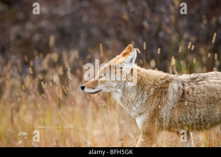 A coyote follows a lone elk in Kananaskis Country, Alberta, Canada Stock Photo