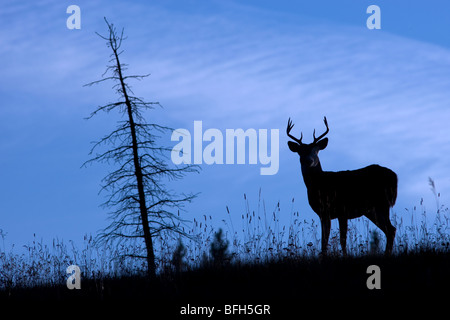 A White Tailed Dear (Odocoileus Virginianus) stands at attention on a hill in silhouette in Kananaskis Country, Alberta, Canada Stock Photo