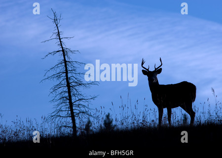 A white-tailed deer stands in a lush green field surrounded by a ...