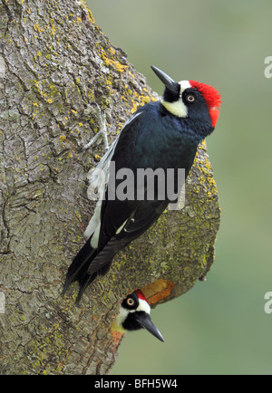 Pair of Acorn Woodpeckers (Melanerpes formicivorus) preparing nest hole in Oak Tree at Anderson River Park California Stock Photo