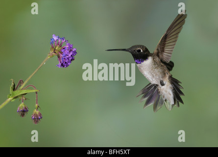 Male Black-chinned Hummingbird (Archilochus alexandri) in Green Valley, Arizona, USA Stock Photo