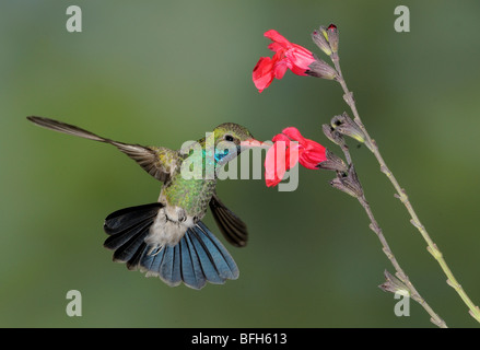 Male Broad-billed Hummingbird (Cynanthus latirostris) hovering next to flower at Elephant Head Pond, Arizona, USA Stock Photo