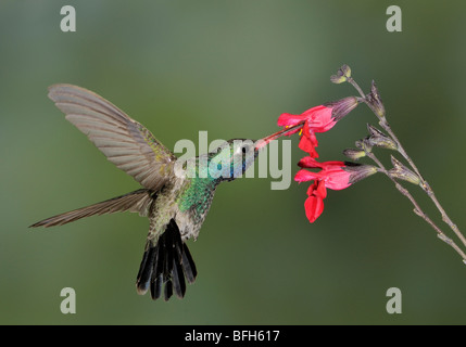 Male Broad-billed Hummingbird (Cynanthus latirostris) hovering next to flower at Elephant Head Pond, Arizona, USA Stock Photo
