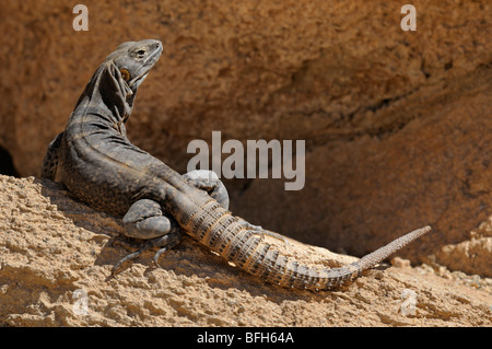 Cape Spiny-tailed Iguana (Ctenosaura Hemilopha)  at the Sonoran Desert Museum, Tucson, Arizona, USA Stock Photo