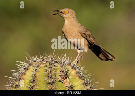 Long-billed Thrasher (Toxostoma longirostre) perched on cactus at Elephant Head Pond, Arizona, USA