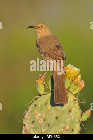 Long-billed Thrasher (Toxostoma longirostre) perched on cactus at Elephant Head Pond, Arizona, USA