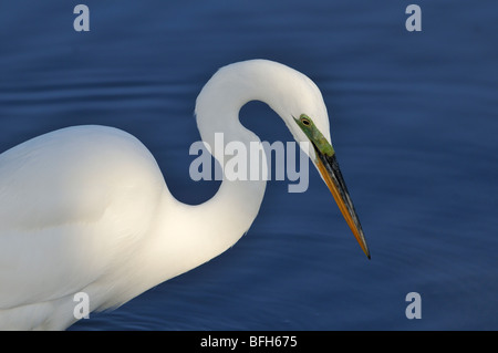 Great Egret (Ardea alba) fishing at Bolsa Chica Refuge California Stock Photo