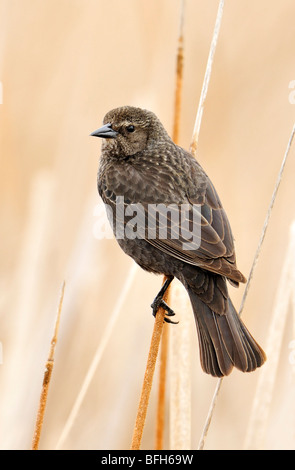 Tri-colored Blackbird (Agelaius tricolor) perched on reed at marsh nest site, Kern County, California, USA Stock Photo