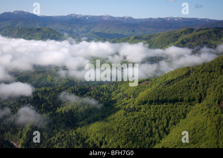 Dinaric forest in Slovenian-Croatian border Stock Photo