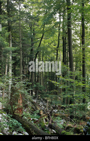 Dinaric forest in Slovenia Stock Photo