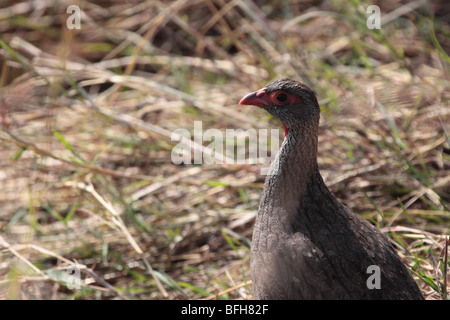 Red-necked Francolin Stock Photo