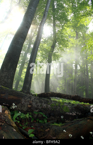 Dinaric forest in Slovenia Stock Photo