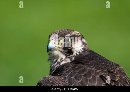 Wanderfalke (Falco peregrinus) - Peregrine Falcon Stock Photo