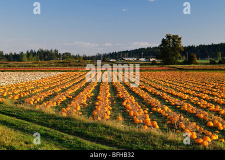 Pumpkins grow in farm fields in Central Saanich, near Victoria BC. Stock Photo