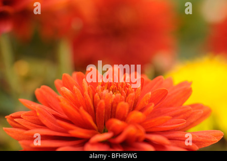 Chrysanthemum flowers Stock Photo