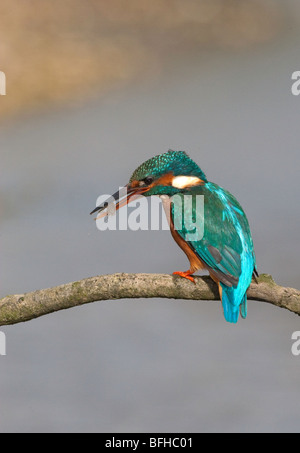 Alcedo atthis - Kingfisher with captured prey Stock Photo