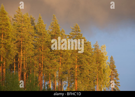 Tall Finnish pine ( pinus sylvestris ) trees in the forest , Finland Stock Photo