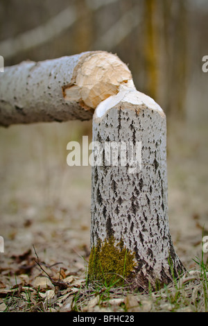 Fallen tree, evidence of a beaver at work.  Assiniboine Park, Winnipeg, Manitoba, Canada. Stock Photo