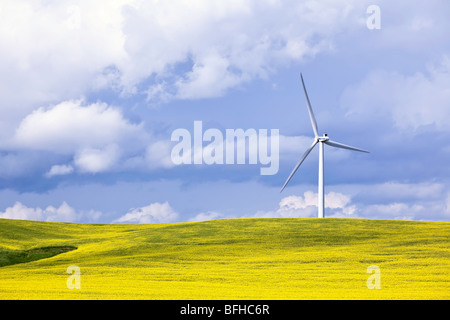 Wind Energy Turbine and Canola Field, on a stormy day.  St. Leon, Manitoba, Canada. Stock Photo