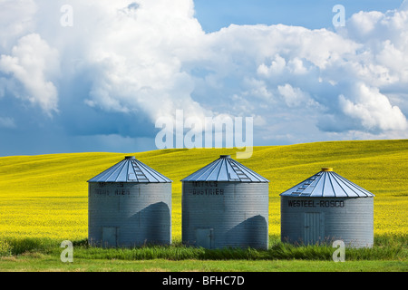Grain Silos (Bins) and Canola Field.  Pembina Valley, Manitoba, Canada. Stock Photo