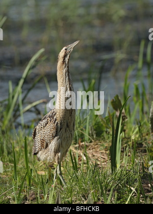 Bittern, Botaurus stellaris, standing with neck stretched Stock Photo