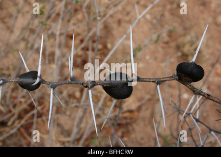 Swollen Bulbous Thorns Of The Whistling Thorn Acacia drepanolobium Taken Near Yaeda Cheni, Tanzania Stock Photo