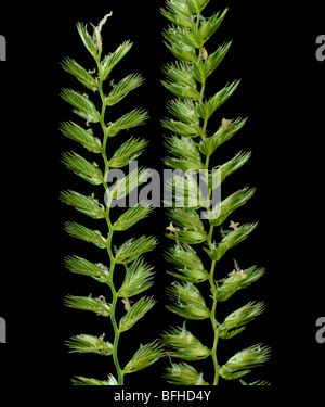 Crested dogstail (Cynosurus cristatus) grass flower spikes Stock Photo