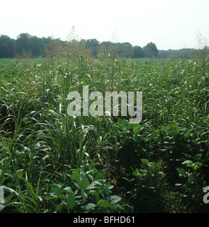 Flowering johnson grass (Sorghum halepense) in immature soya crop, Mississipi, USA Stock Photo