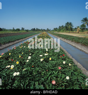 Flowering Gerbera crop on raised beds between irrigation canals, Bangkok, Thailand Stock Photo