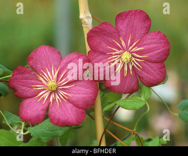 Red flowers of a young Clematis 'Ville de Lyon' climbing ornamental