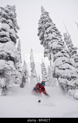 A female skier enjoys fresh snow and wide trees in the backcountry of Fernie B.C Stock Photo