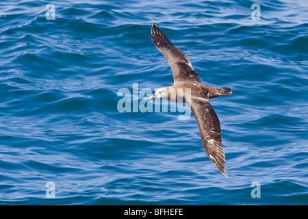 Black-footed Albatross (Phoebastria nigripes) flying in Washington, USA. Stock Photo