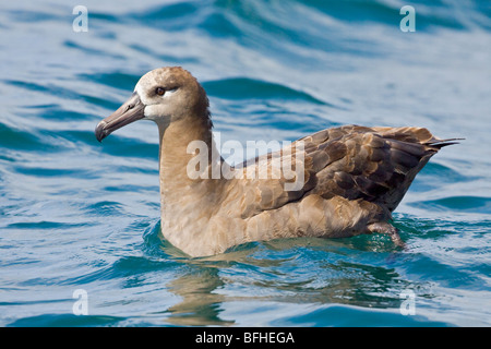 Black-footed Albatross (Phoebastria nigripes) swimming on the ocean near Washington, USA. Stock Photo