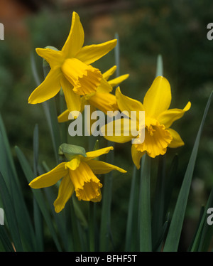 Flowers of Narcissus 'February Gold' Stock Photo