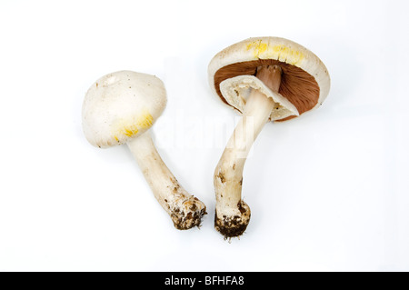 AGARICUS XANTHODERMUS, YELLOW STAINER FUNGUS Stock Photo