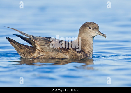 Sooty Shearwater (Puffinus griseus) swimming on the ocean near Victoria, BC, Canada. Stock Photo