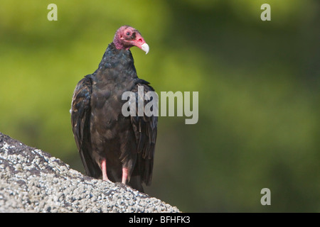 Turkey Vulture (Cathartes aura) perched on a rock in Victoria, BC, Canada. Stock Photo