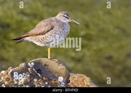 Wandering Tattler (Tringa incana) perched on a rock in Victoria, BC, Canada. Stock Photo