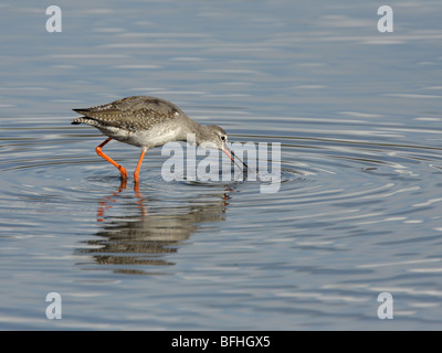 Spotted Redshank, Tringa erythropus, feeding in shallow blue water Stock Photo