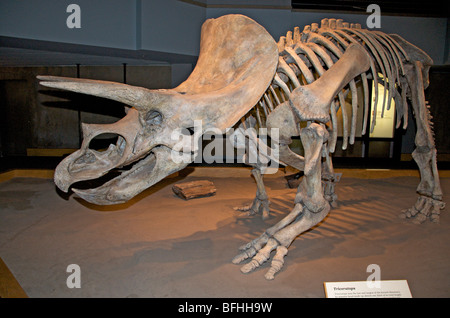 Triceratops horridus skeleton.  Royal Tyrrell Museum, Alta, Canada Stock Photo